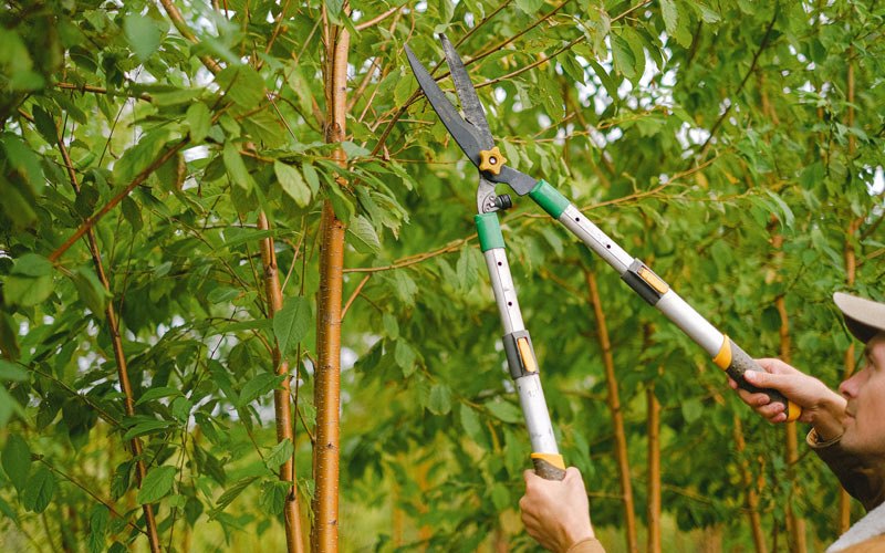Tree trimming in Luverne, AL